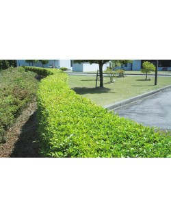 Cortasetos eléctrico Makita 550W 55 cm UH5570
