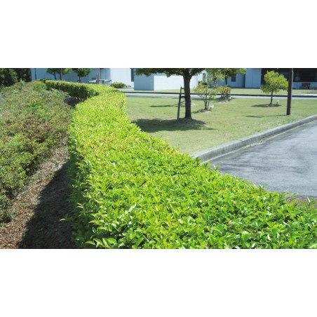 Cortasetos eléctrico Makita 550W 55 cm UH5570
