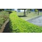 Cortasetos eléctrico Makita 550W 55 cm UH5570